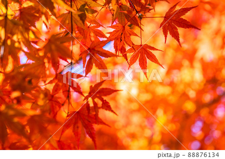 紅葉・秋イメージ 紅葉・秋イメージ 88876134
