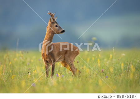Alert roe deer buck looking back over shoulder on a green meadow with flowers. 88876187