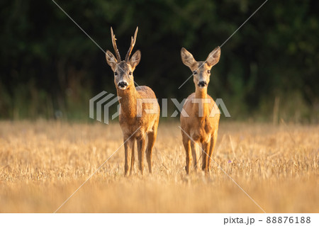 Roe deer buck and doe in courtship on a stubble field from front view. 88876188