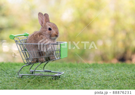 Baby rabbit with shopping cart on green grass and bokeh background. Baby rabbit with shopping cart on green grass and bokeh background. 88876231