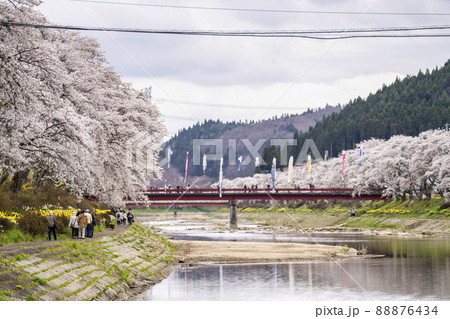 満開の夏井千本桜 福島県小野町 満開の夏井千本桜 福島県小野町 88876434
