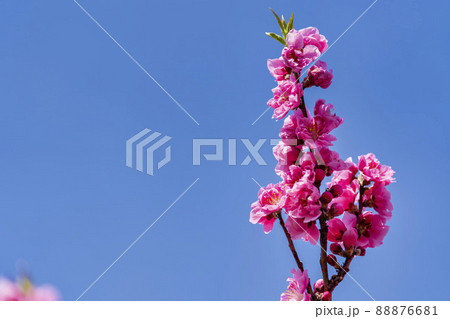 鮮やかに咲いたハナモモ　花ももの里　福島県福島市 88876681