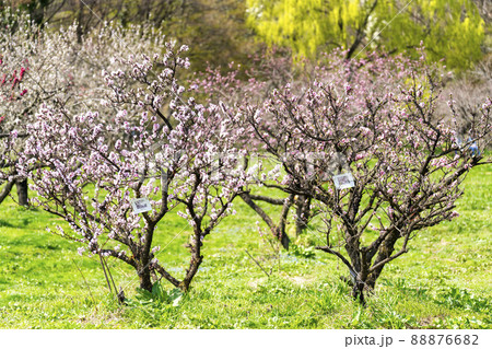 鮮やかに咲いたハナモモ　花ももの里　福島県福島市 88876682