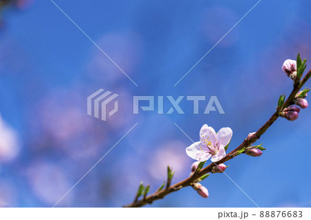 鮮やかに咲いたハナモモ　花ももの里　福島県福島市 88876683