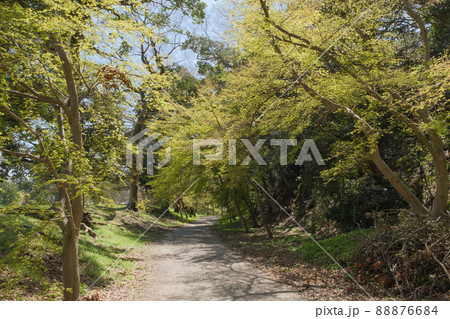 彦根城の緑のトンネル 88876684