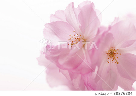 八重桜 スタジオ撮影 八重桜 スタジオ撮影 88876804