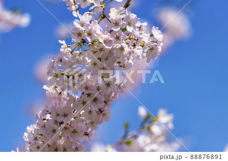 青空と満開の枝垂れ桜　福島県桑折町 88876891