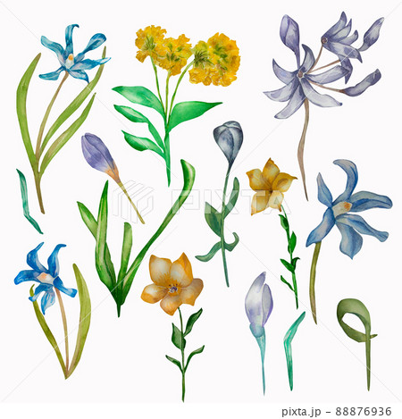 Purple spring flowers yellow watercolor set isolated 88876936