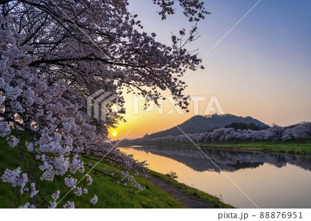 朝焼けの白石川堤一目千本桜  ソメイヨシノ　宮城県大河原町 88876951