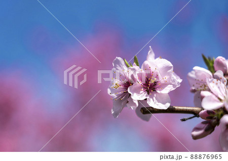 鮮やかに咲いたハナモモ　花ももの里　福島県福島市 88876965