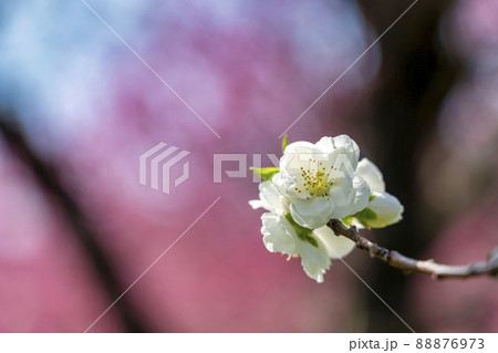 鮮やかに咲いたハナモモ 花ももの里 福島県福島市 鮮やかに咲いたハナモモ 花ももの里 福島県福島市 88876973