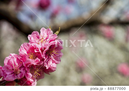 鮮やかに咲いたハナモモ 花ももの里 福島県福島市 鮮やかに咲いたハナモモ 花ももの里 福島県福島市 88877000