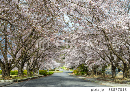 桜並木 88877018