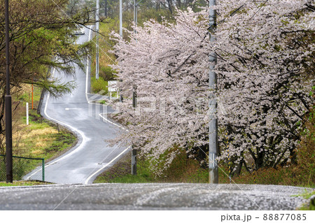 雨の日の桜並木 宮城県柴田町 雨の日の桜並木 宮城県柴田町 88877085