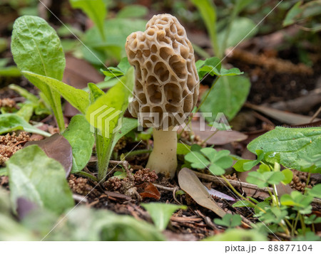 アミガサタケ 88877104