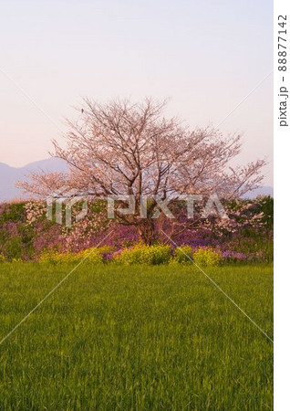 夕方の一本桜と菜花と紫花菜 88877142
