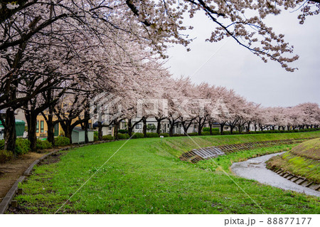 倉津川の桜並木 倉津川の桜並木 88877177