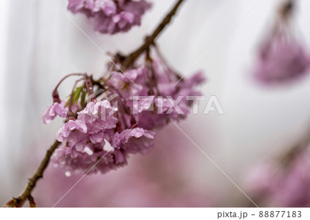 雨に当たる枝垂れ桜 宮城県柴田町 雨に当たる枝垂れ桜 宮城県柴田町 88877183
