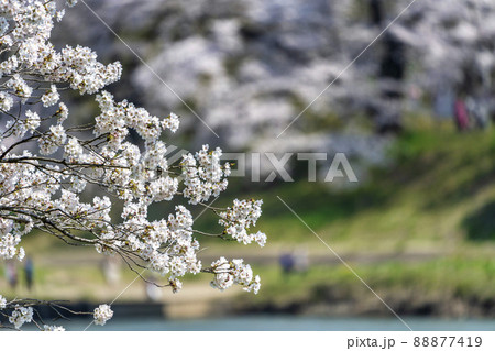 白石川堤一目千本桜  満開のソメイヨシノ　宮城県大河原町 88877419