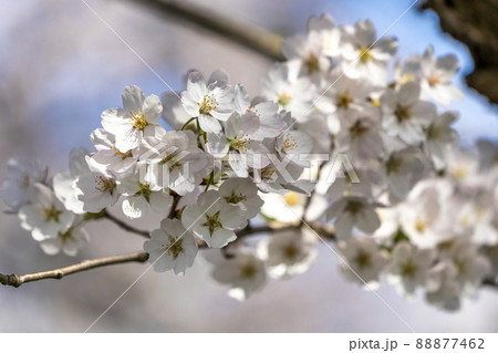 白石川堤一目千本桜 満開のソメイヨシノ 宮城県大河原町 白石川堤一目千本桜 満開のソメイヨシノ 宮城県大河原町 88877462