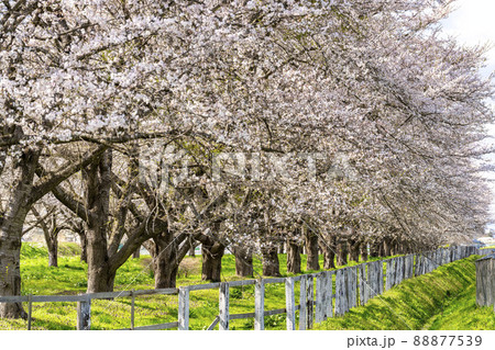 水沢競馬場（走路向正面）の桜並木　岩手県奥州市 88877539
