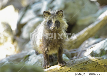 夏のエゾタヌキ 夏のエゾタヌキ 88877758