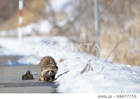 冬のエゾタヌキ 88877759