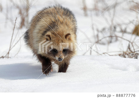 雪原を歩くエゾタヌキ 雪原を歩くエゾタヌキ 88877776