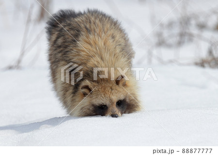 雪原を歩くエゾタヌキ 雪原を歩くエゾタヌキ 88877777