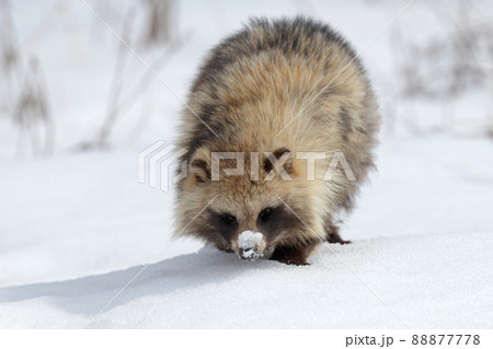 雪原を歩くエゾタヌキ 雪原を歩くエゾタヌキ 88877778
