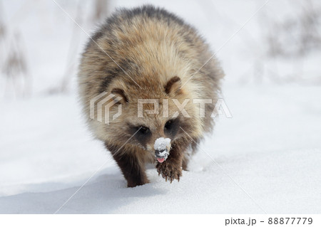 雪原を歩くエゾタヌキ 88877779