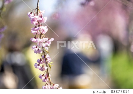 日中線のしだれ桜　福島県喜多方市 88877814