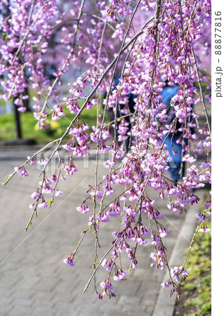 日中線のしだれ桜　福島県喜多方市 88877816