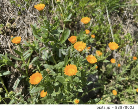 ヒメキンセンカ 88878002