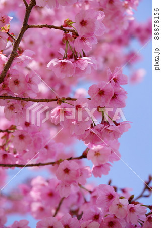 桜の始まり・ヨウコウザクラを見上げる 桜の始まり・ヨウコウザクラを見上げる 88878156