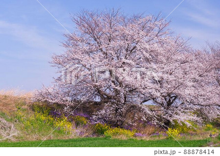 河原に咲く桜 河原に咲く桜 88878414
