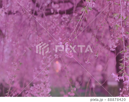 朝の枝垂れ桜 88878420