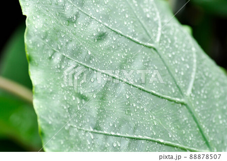 Alocasia, Alocasia macrorrhizos or Alocasia plant or dew drop Alocasia, Alocasia macrorrhizos or Alocasia plant or dew drop 88878507