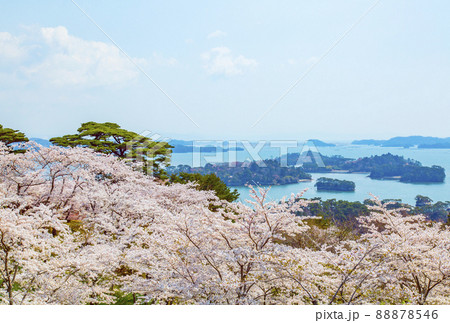 松島 日本三景 西行戻しの松公園の桜 松島 日本三景 西行戻しの松公園の桜 88878546