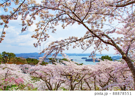 松島　日本三景　西行戻しの松公園の桜 88878551
