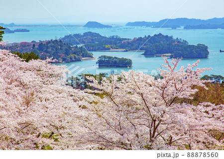 松島 日本三景 西行戻しの松公園の桜 松島 日本三景 西行戻しの松公園の桜 88878560