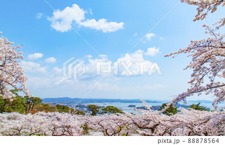 松島 日本三景 西行戻しの松公園の桜 松島 日本三景 西行戻しの松公園の桜 88878564