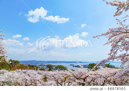 松島　日本三景　西行戻しの松公園の桜 88878565