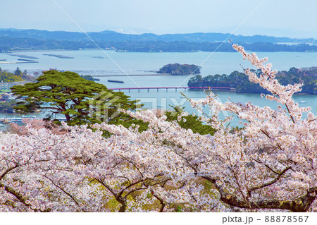 松島　日本三景　西行戻しの松公園の桜 88878567