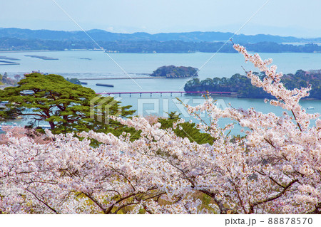 松島 日本三景 西行戻しの松公園の桜 松島 日本三景 西行戻しの松公園の桜 88878570