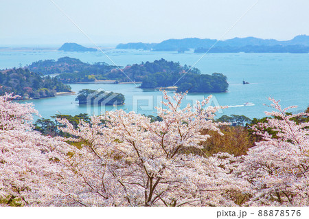 松島　日本三景　西行戻しの松公園の桜 88878576
