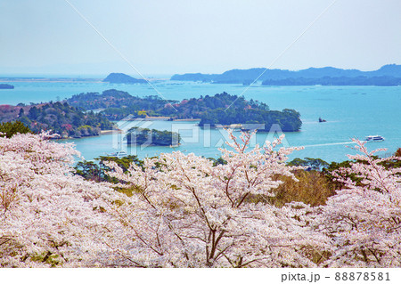 松島　日本三景　西行戻しの松公園の桜 88878581