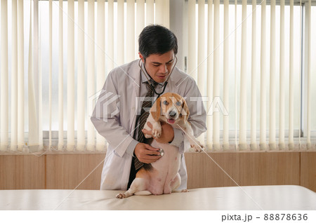 Male veterinarian examining a beagle dog breed on vet table at clinic Male veterinarian examining a beagle dog breed on vet table at clinic 88878636