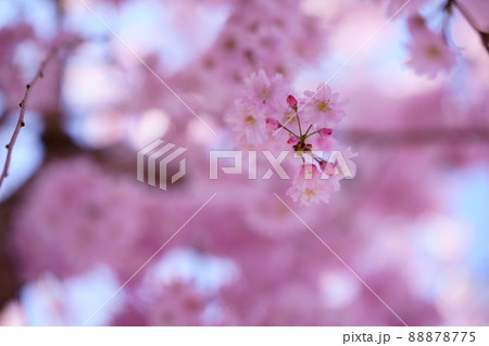 京都和束町枝垂れ桜の古木 京都和束町枝垂れ桜の古木 88878775