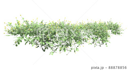 Climbing plants creepers isolated on white background 3d illustration 88878856